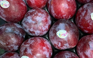 PRUNE rouge france cat 2