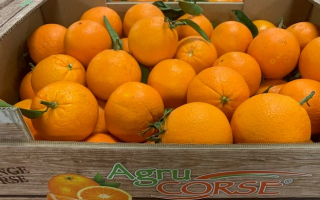 ORANGE FEUILLE PORTUGAL CAT 2