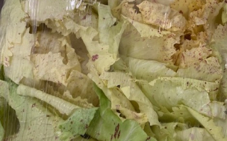 Salade Castel Franco