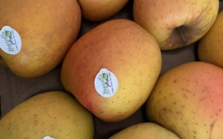 POMME tentation BIO France cat 2 cal 70