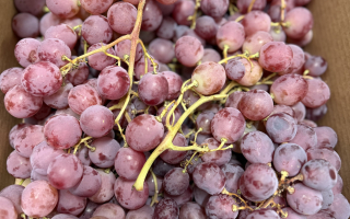 RAISIN ROSEE ITALIE CAT 1