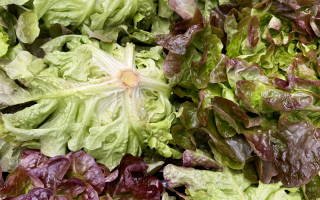 SALADE CHENE ROUGE HVE FRANCE CAT 2