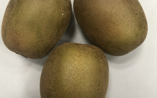 KIWI GOLD Italie cat 2 lot de 3 pièces