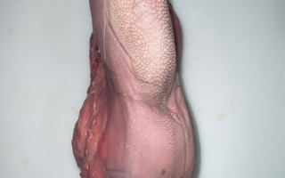 langue de boeuf x1.700 kg/1.900kg