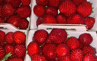 FRAISE mra des bois France BQT 250 CAT 2