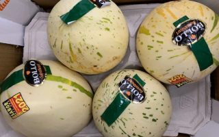 MELON BLANC Espagne cat 2