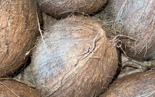 NOIX DE COCO cote d ivoire cat 1