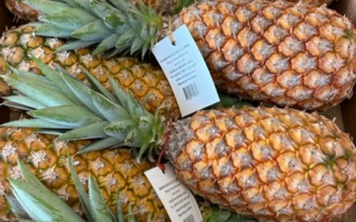 ANANAS pain de sucre benin extra