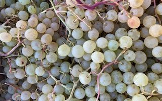 RAISIN chasselas france cat 2