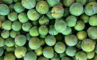PRUNE Bavay France cat 1