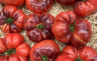 TOMATE BELLE BLEU FRANCE CAT 2