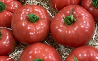 TOMATE ROSE HVE France cat 2